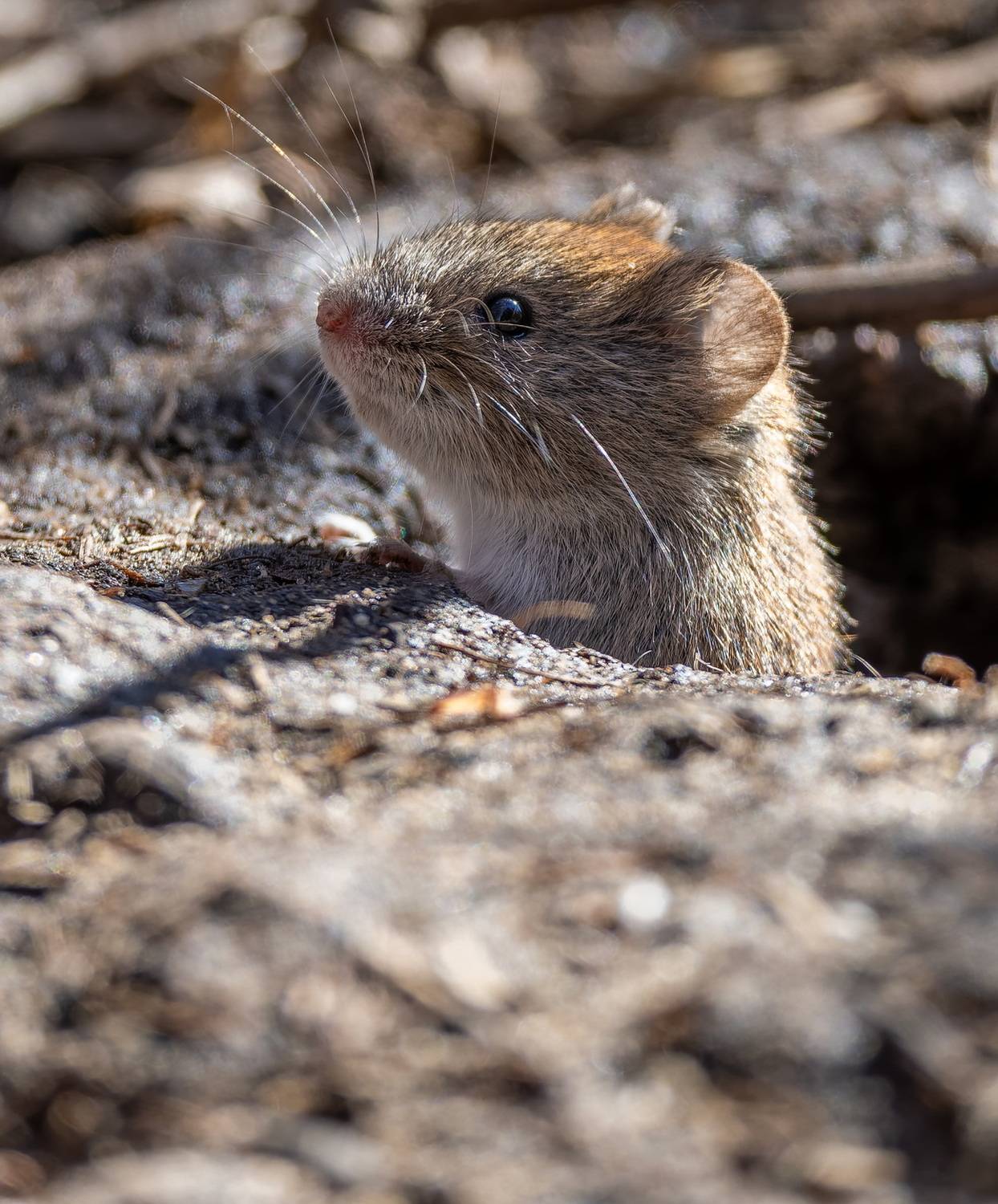 , Дэм Константин