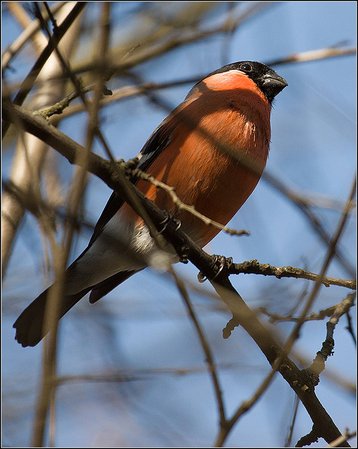 москва, апрель, парк, снегирь, АНАТОЛИЙ ДОВЫДЕНКО