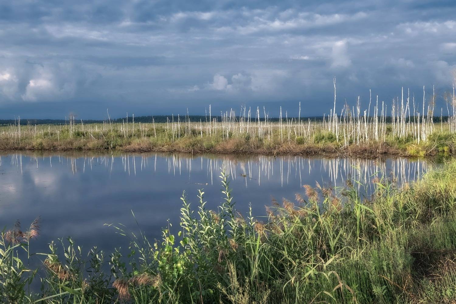 рассвет, береза, ствол, утро, сибирь, отражение, Фомина Марина