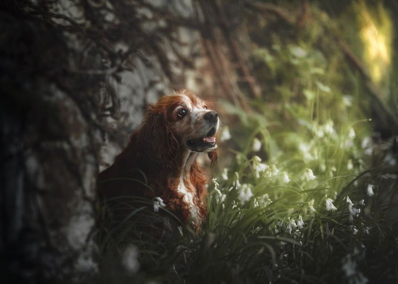 Rojo фото превью