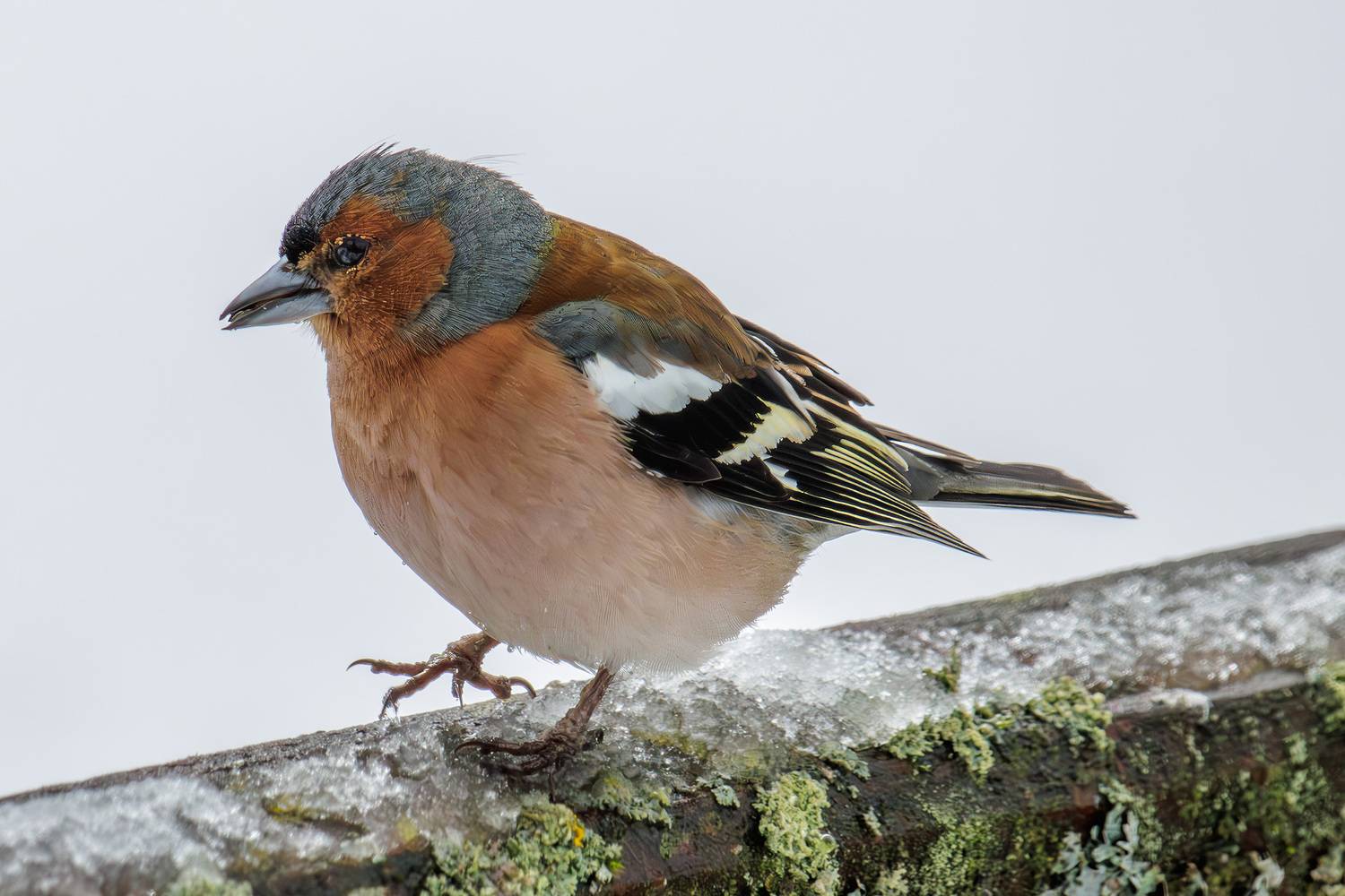 , Морозов Сергей