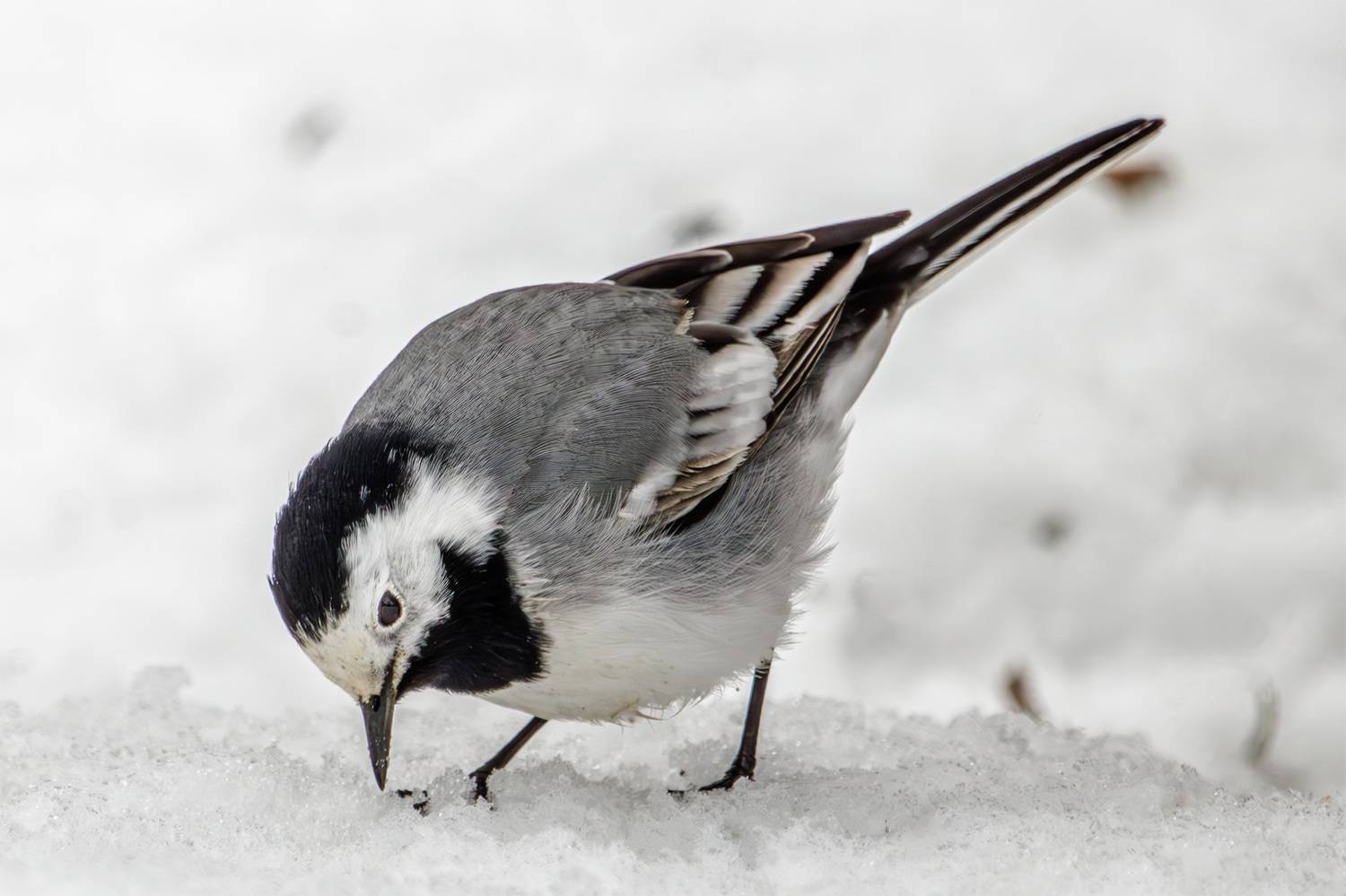 , Морозов Сергей