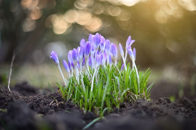 * фото превью