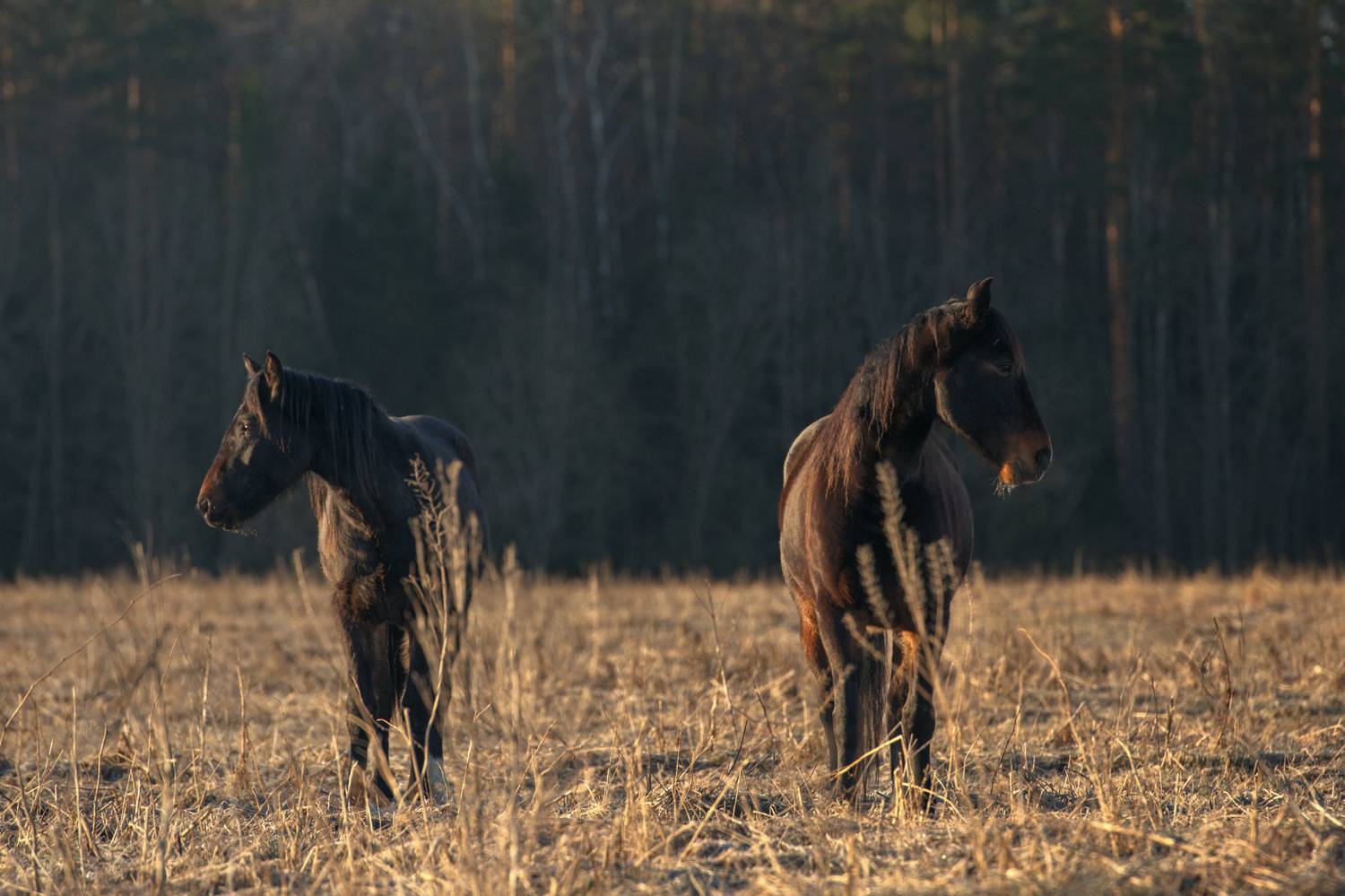 , Максим Вышарь