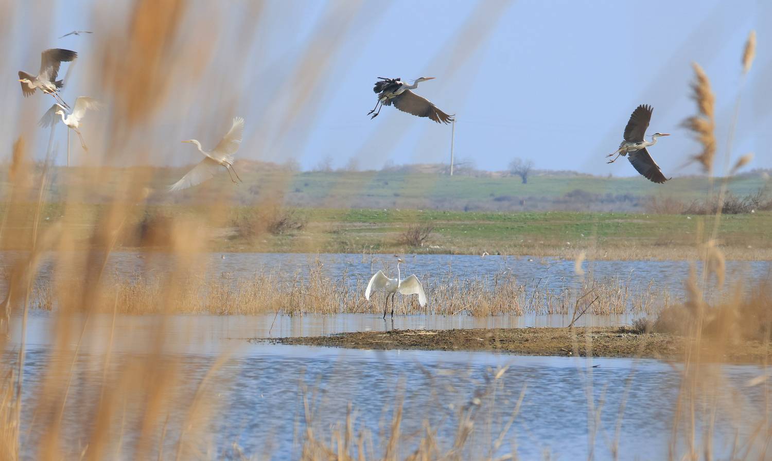птицы,лебеди,цапли,бакланы,озеро,дагестан,, Magov Marat