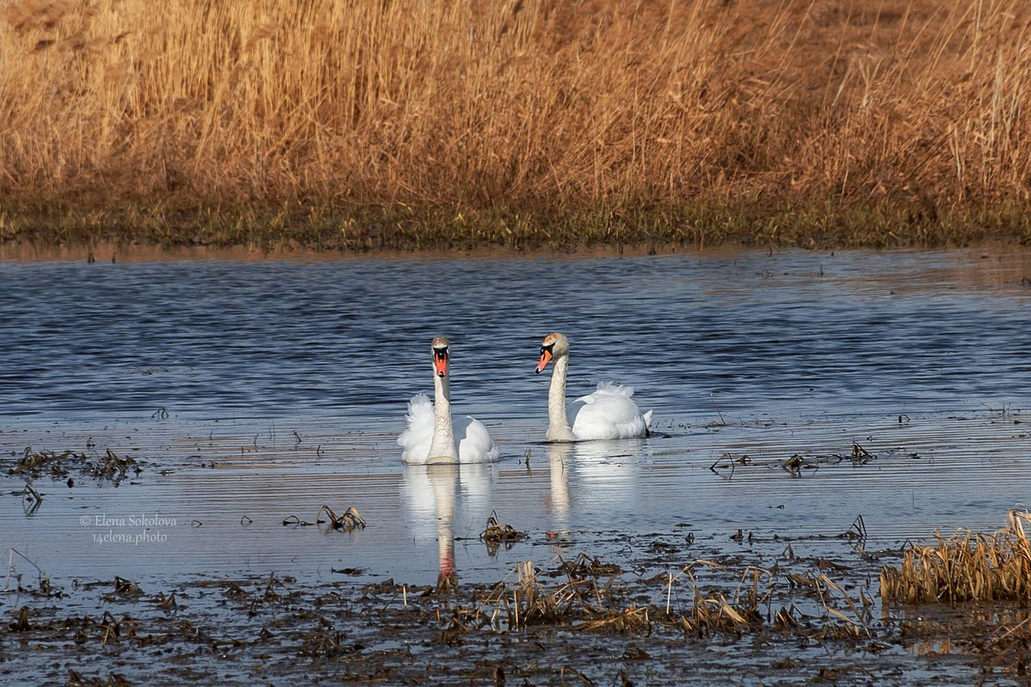 лебеди, озеро, водоем, весна, птицы, Соколова Елена