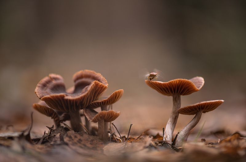 грибы, клоп, макро, осень, пасмурно, лес, запахи, воронеж, геннадий мещеряков,  nikon d850, carl zeiss makro-planar t* 100mm f/2 zf.2 Председатель ЖК Грибы... фото превью