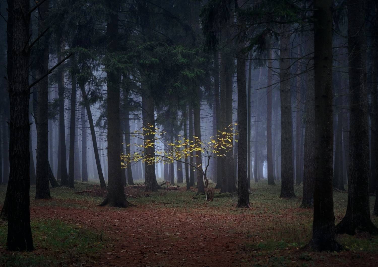 лес, свет, утро, природа, Баранов Олег