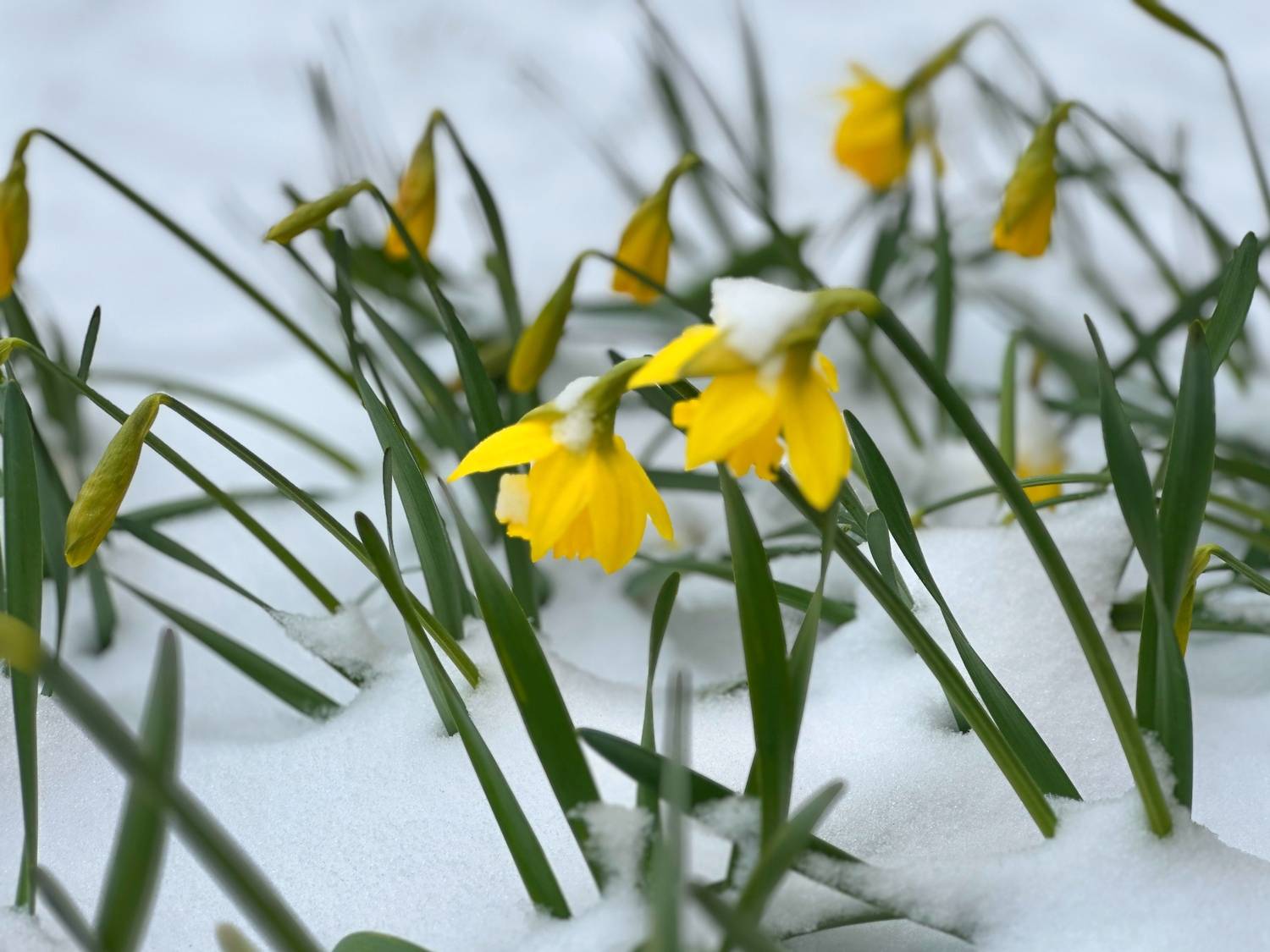 , Бувин Юрий