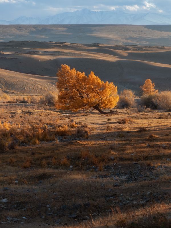Желтое на желтом. Алтай. Осень 2024. фото превью