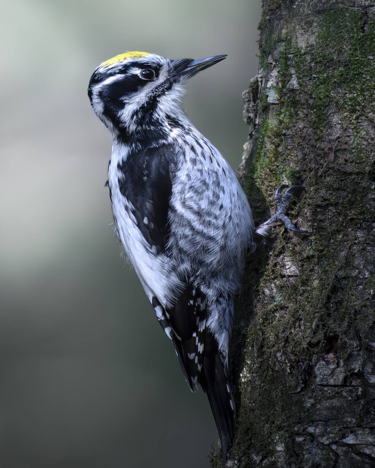 , Поляков Михаил