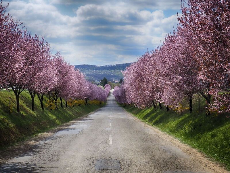 Red plum tree alley фото превью