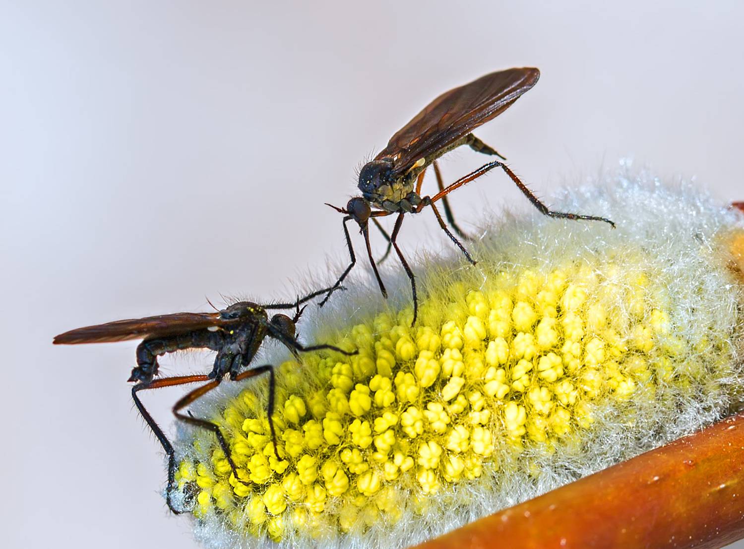 насекомые, мухи, толкунчики, апрель, весна, Борис Новиков