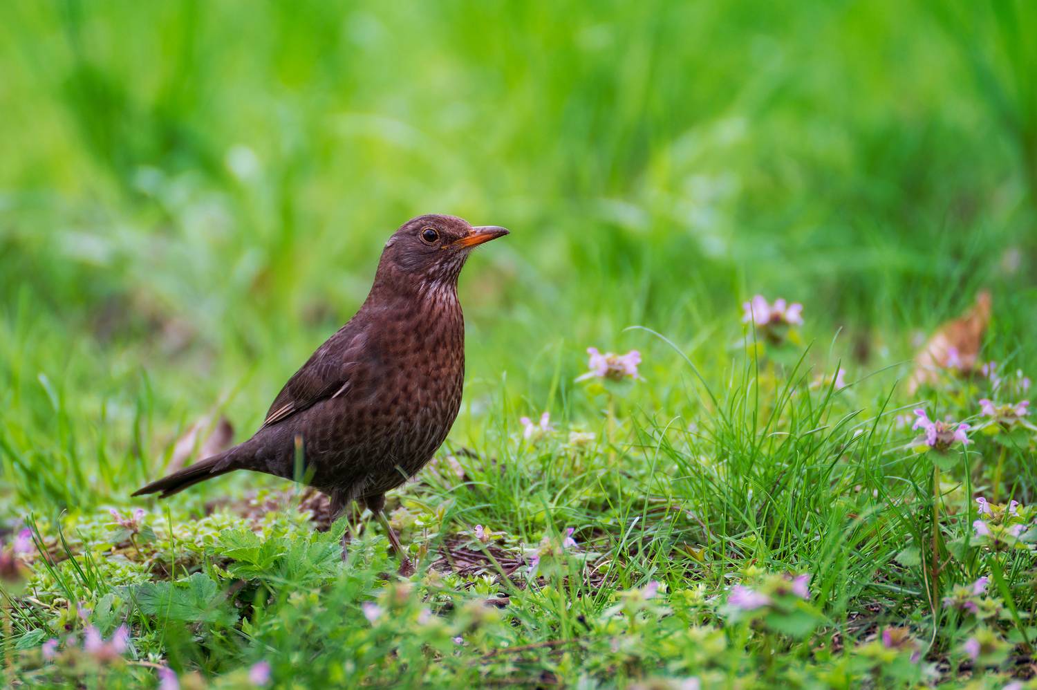 , Сергей Тихомиров