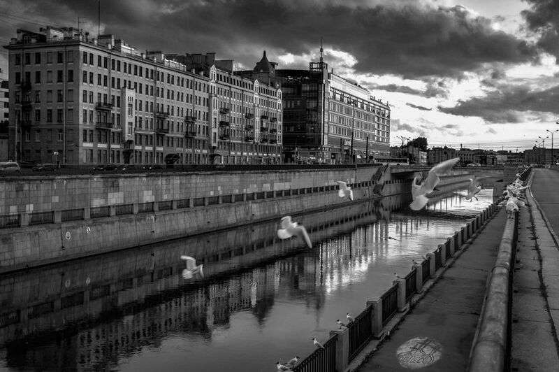 Нерезкие черно-белые птицы фото превью