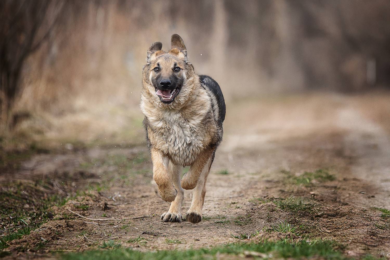 , Елена Самусенкова