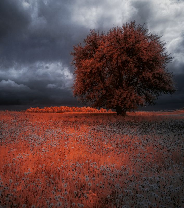 infrared, ик-фото, инфракрасное фото, инфракрасная фотография, пейзаж, весна Пасмурный день одуванчиков фото превью