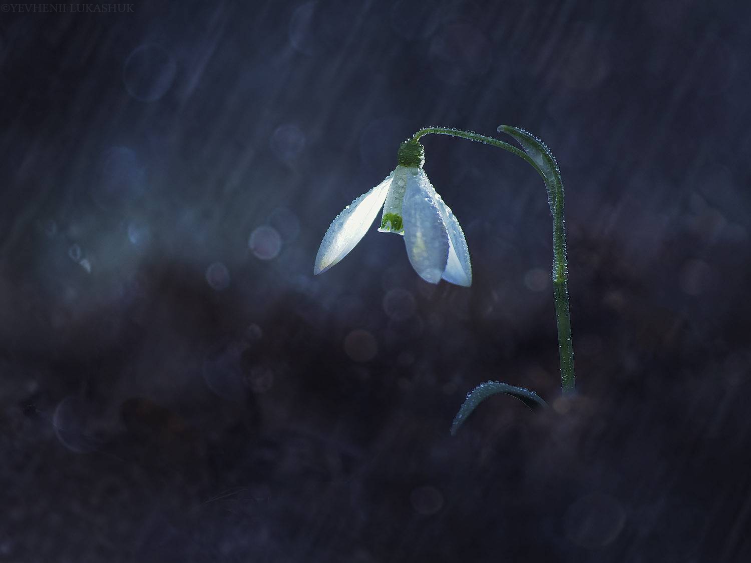 , Лукашук Евгений