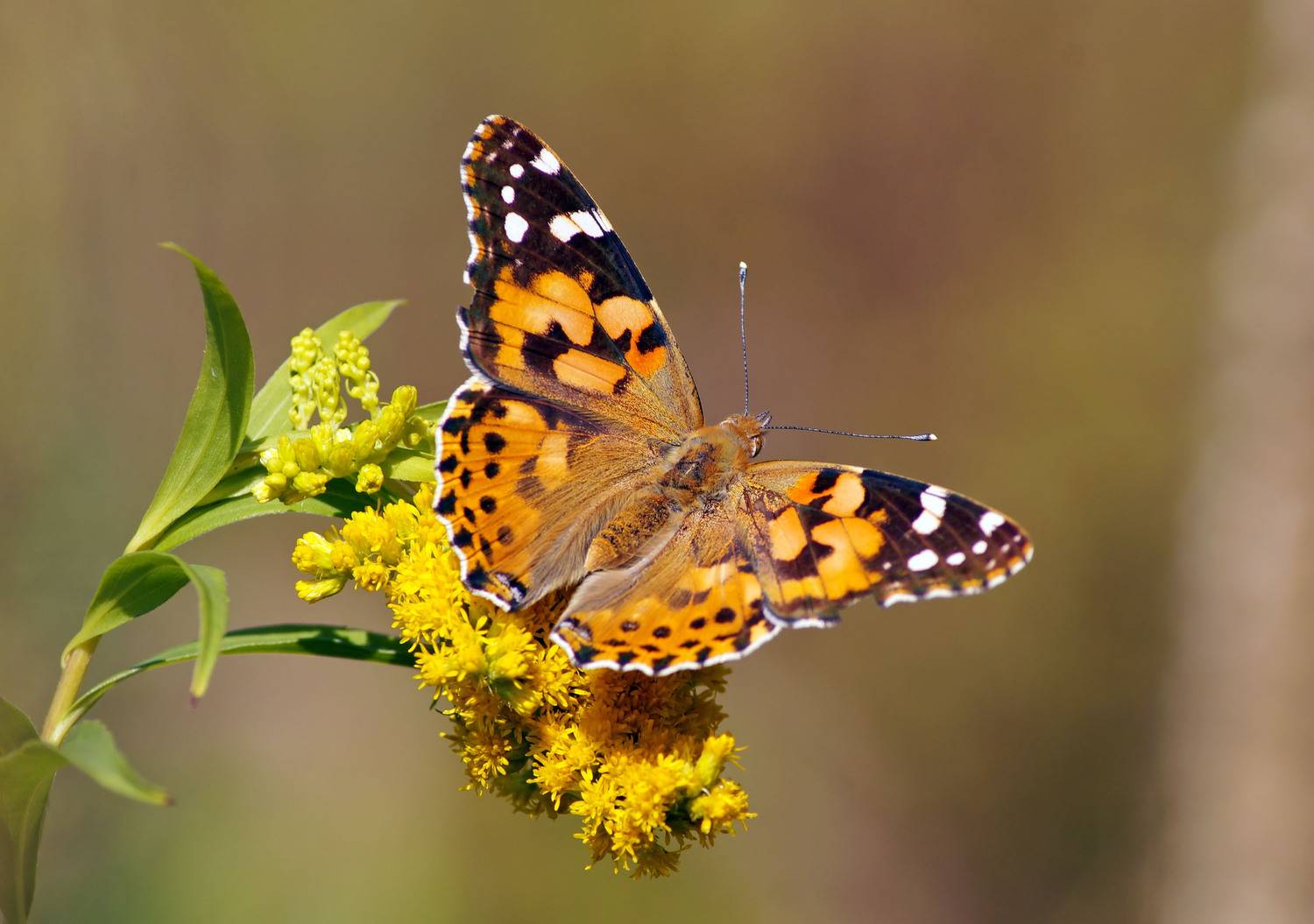 бабочка, Чепленко Алексей