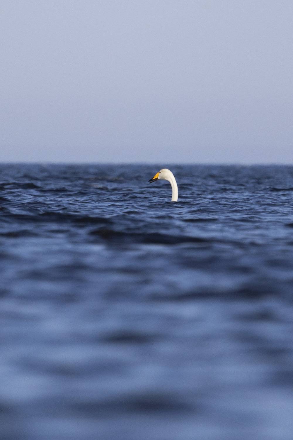 , Ольга Левакова