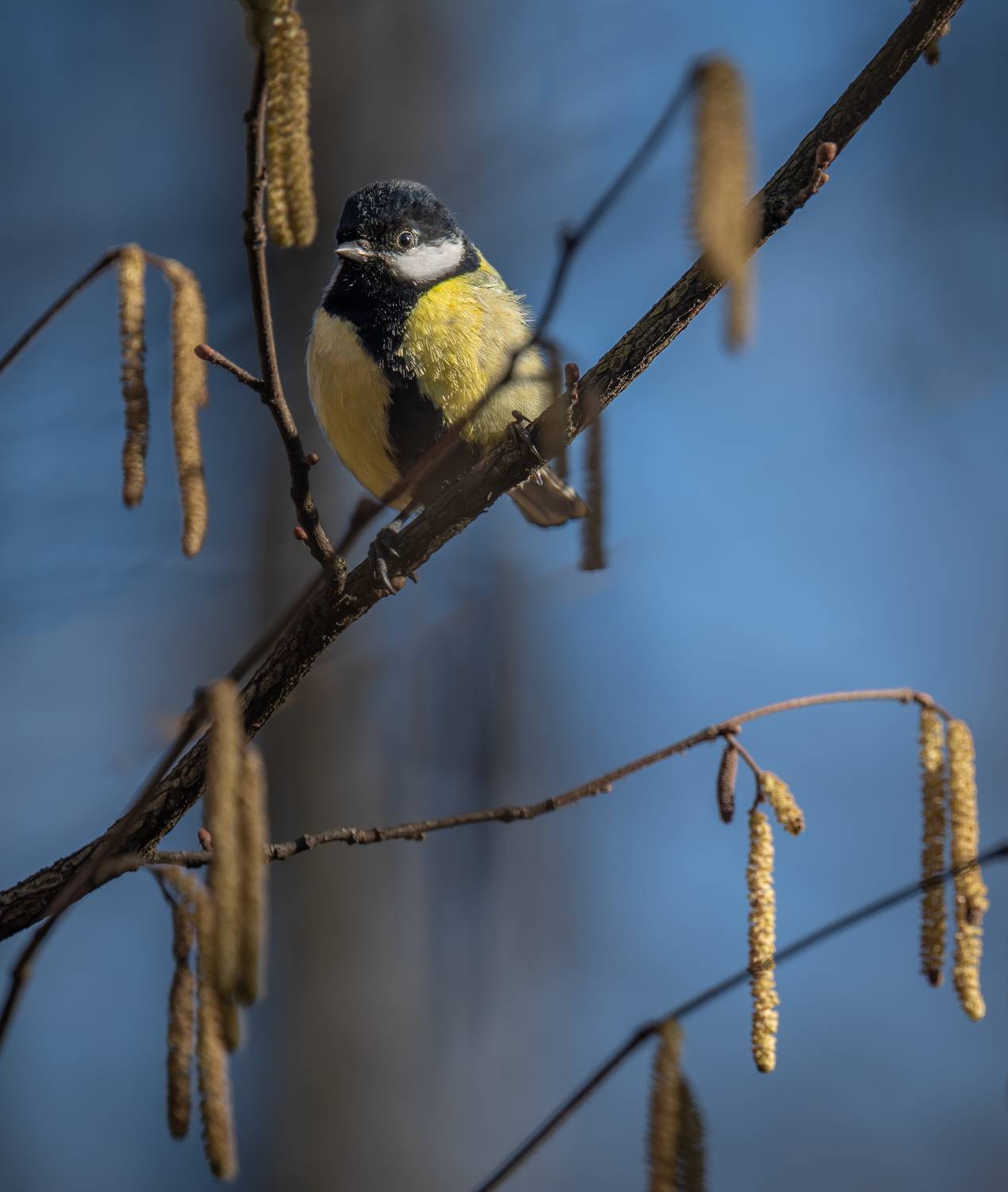 , Курлянцев Алексей