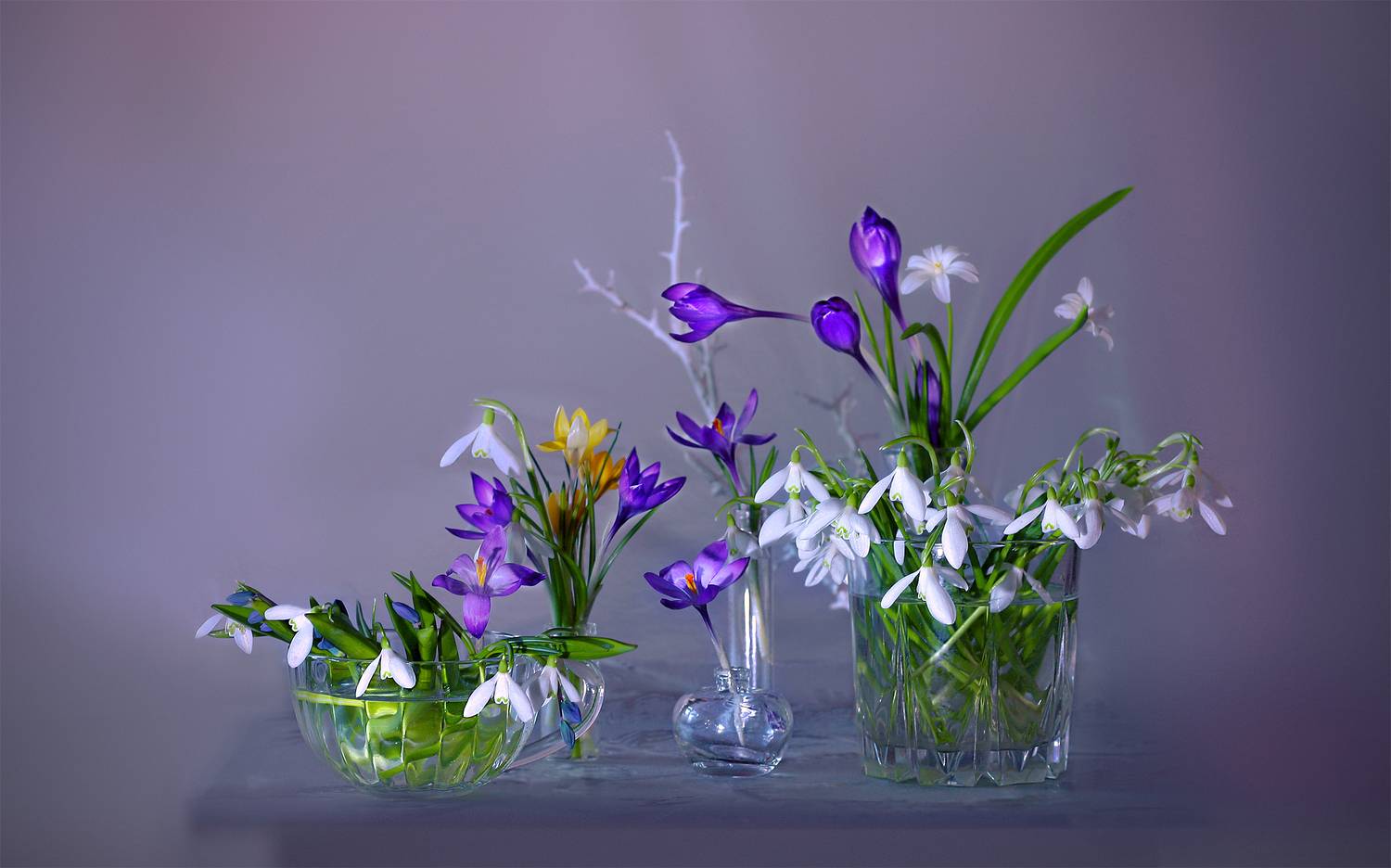 крокусы  галантусы, Заболотская Ольга