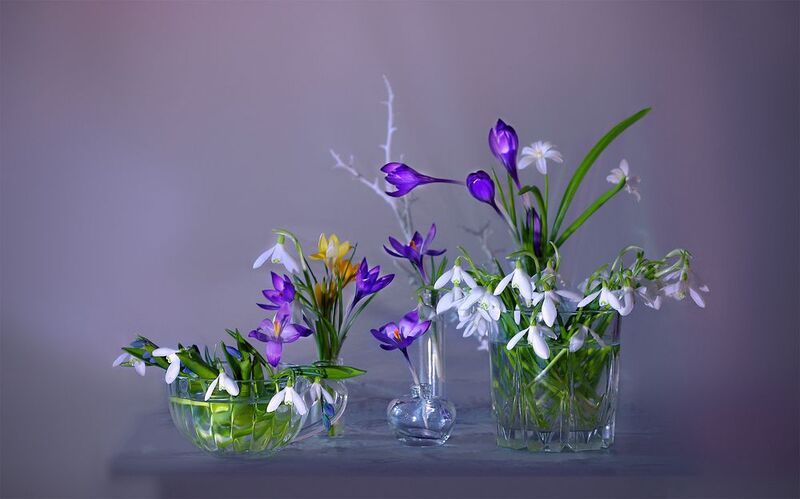 крокусы  галантусы Весна на столе фото превью