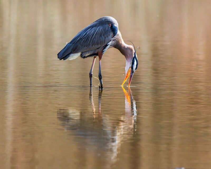 Удача фото превью