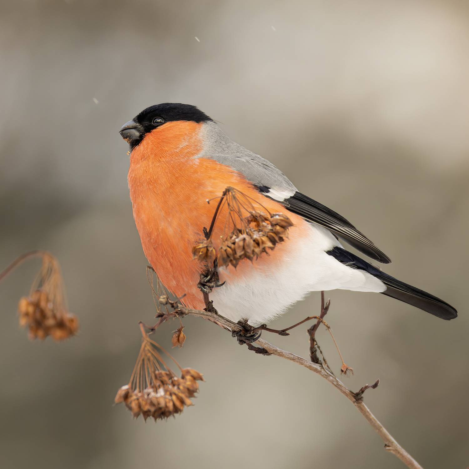снегирь, Руслан Pl