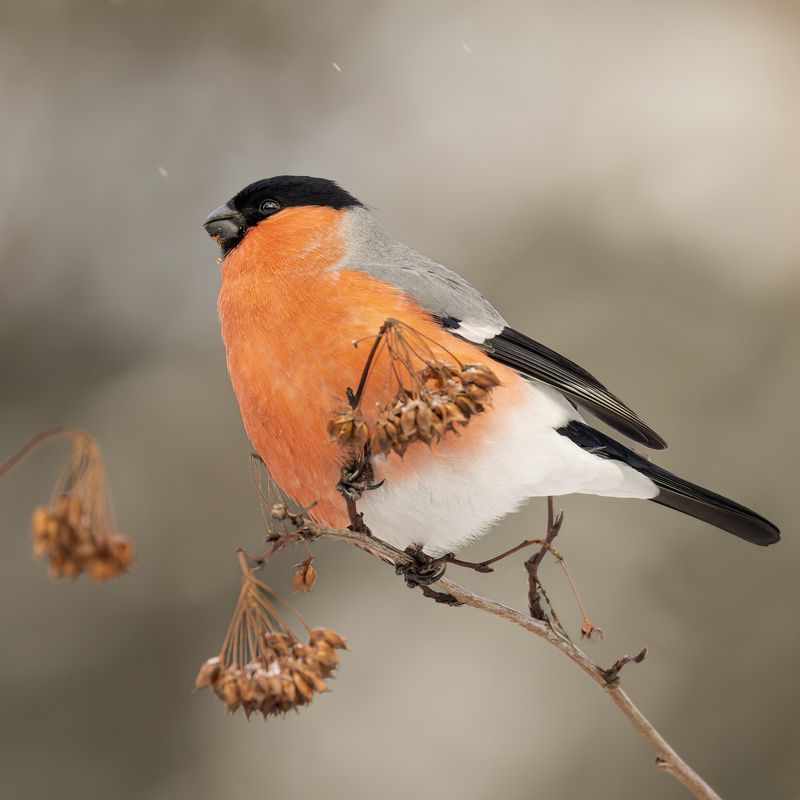 снегирь  фото превью