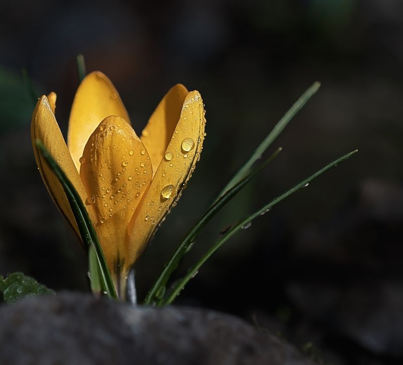 Крокус фото превью