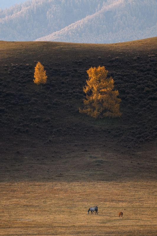 горный алтай, усть-кан \
