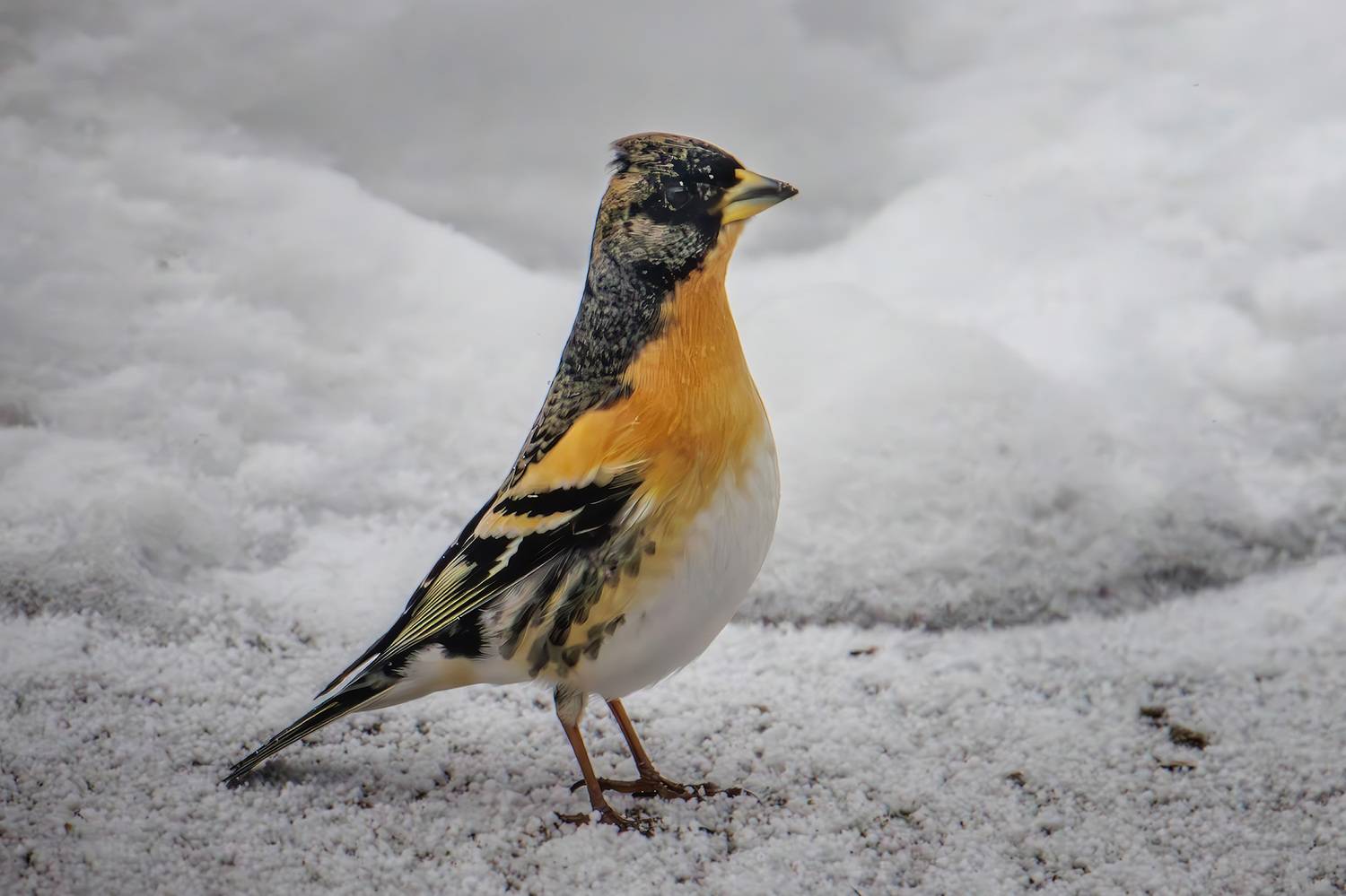 вьюрок, Морозов Сергей