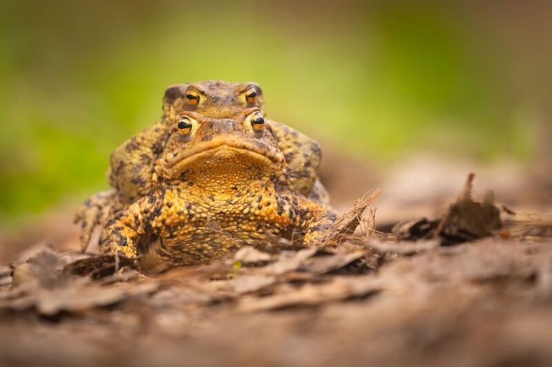 Love фото превью