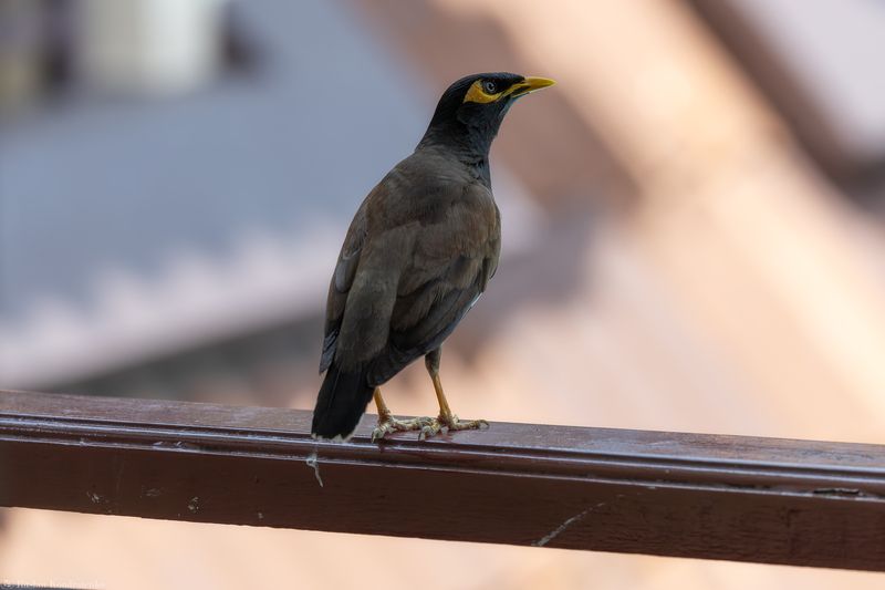 Обыкновенная майна Обыкновенная майна фото превью