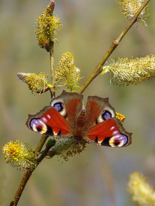 Весна фото превью