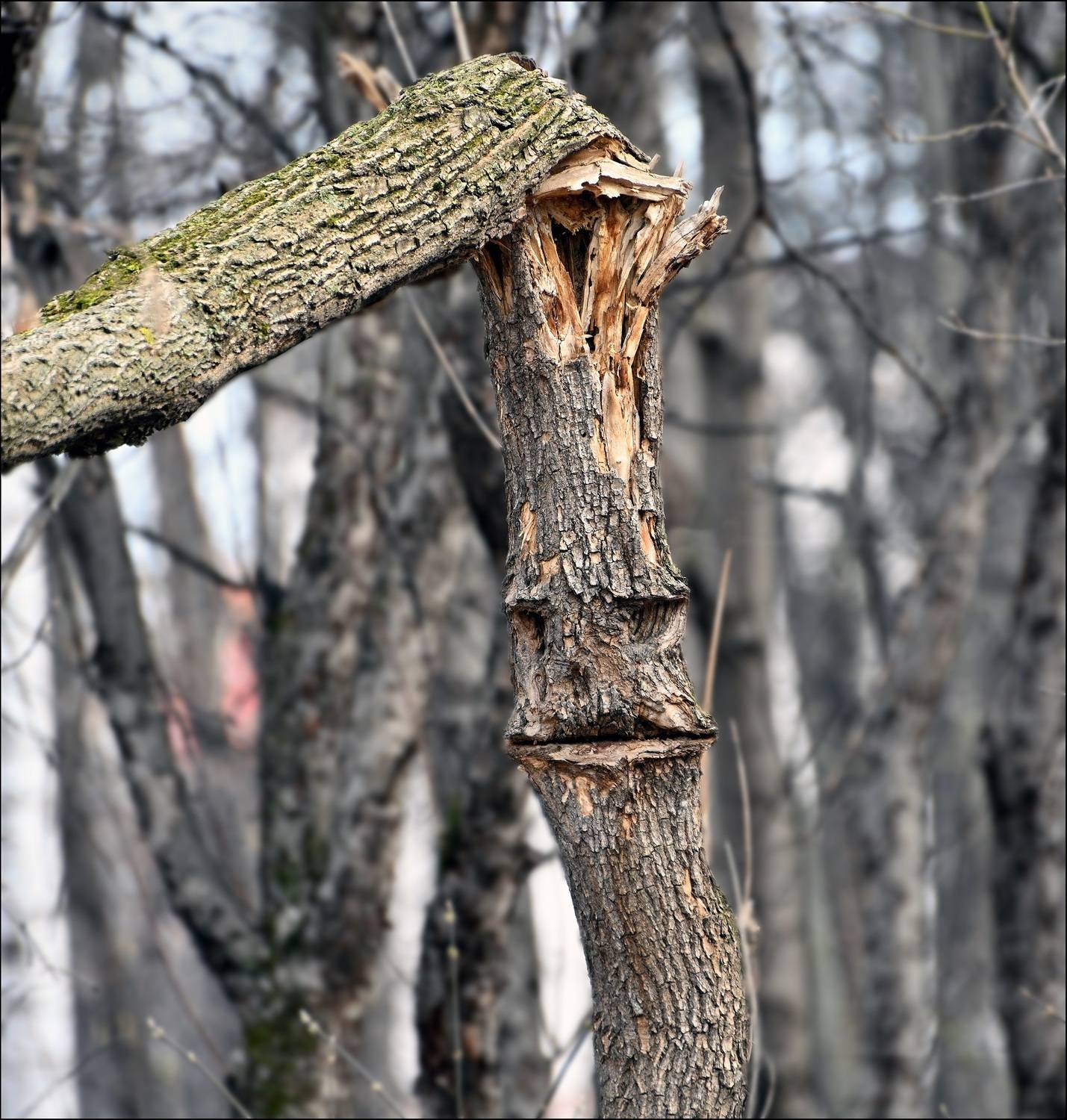 , Меднов Влад