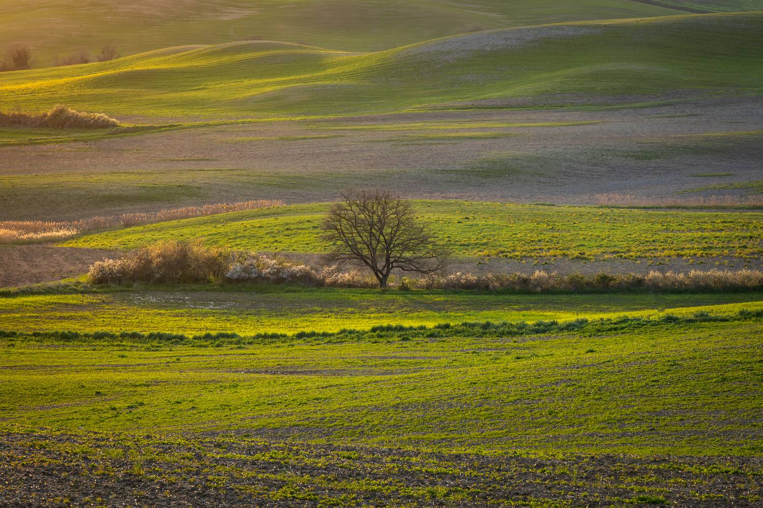, Алекс Римский