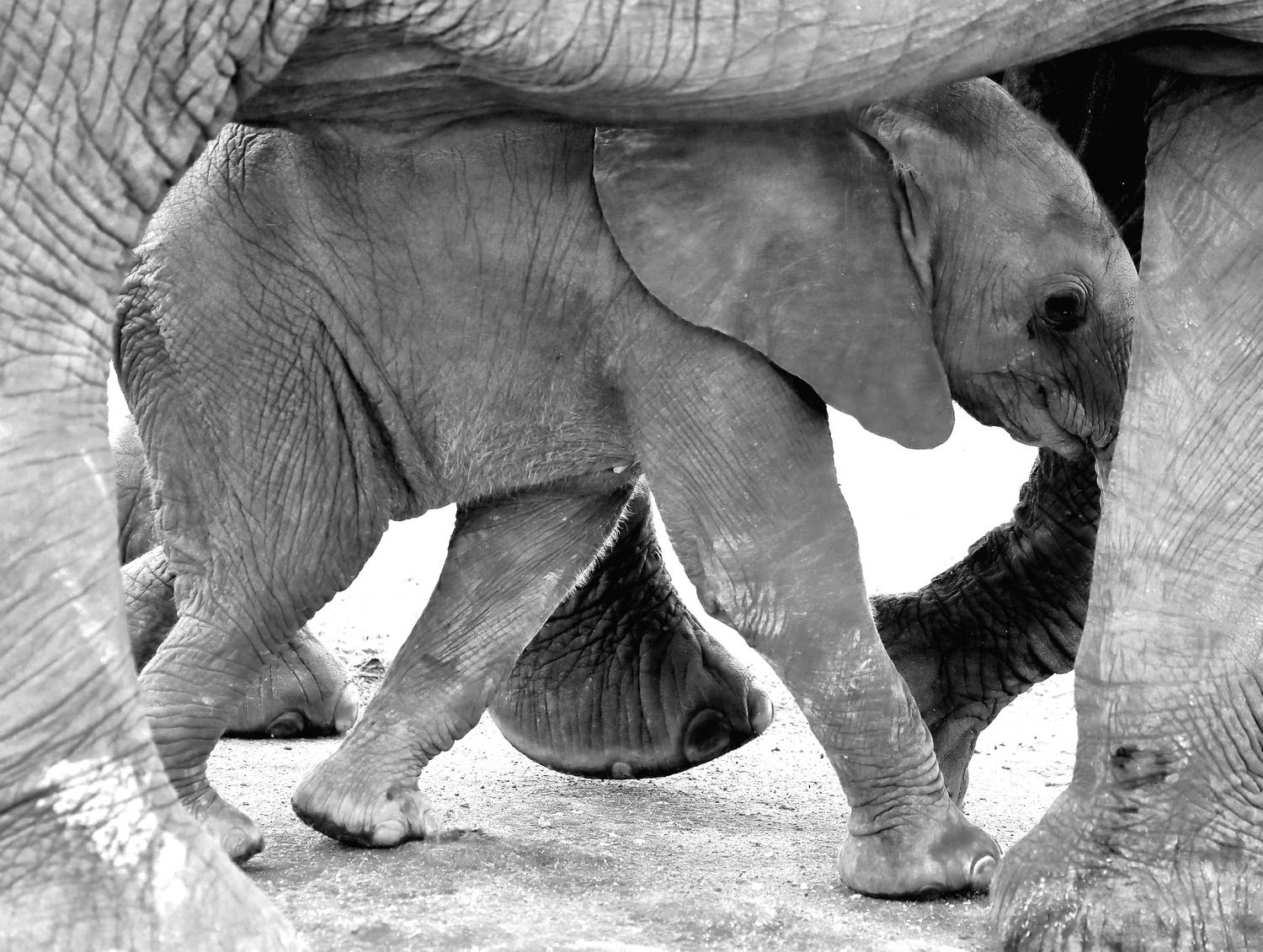 , Гудков Андрей