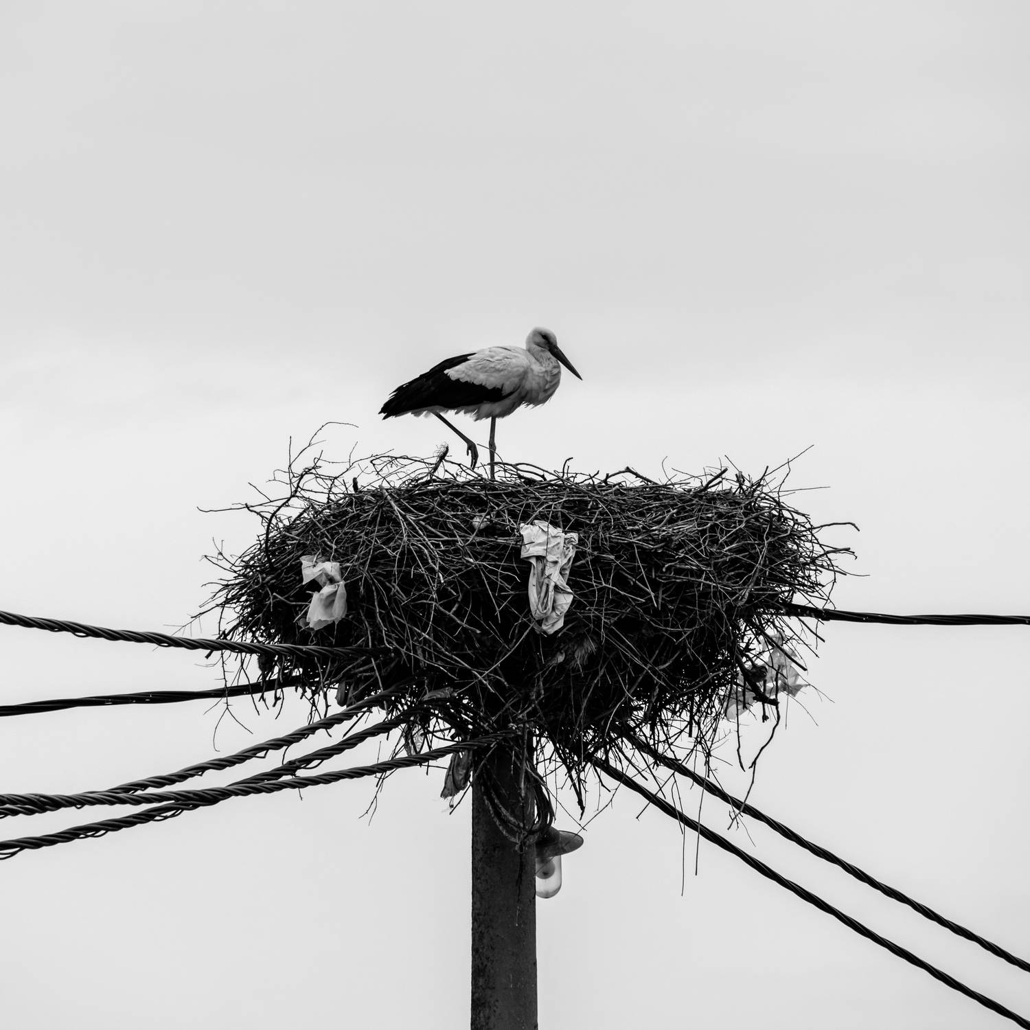 , Александр Шилов