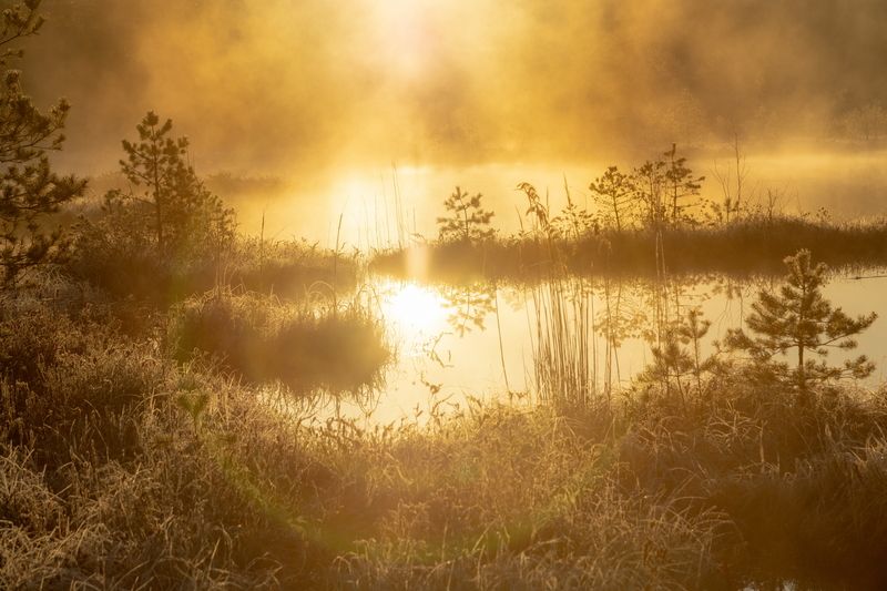 пейзаж Туман на болоте фото превью