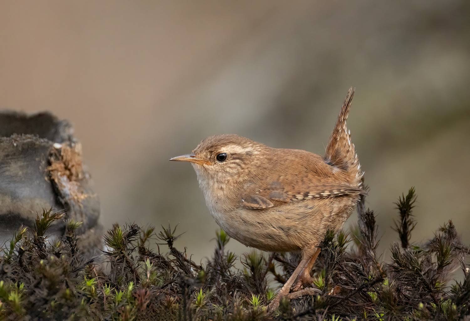 wren, birds, nature, wildlife, canon, MARIA KULA