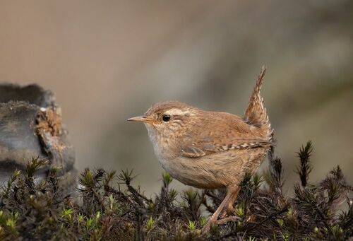 Wren