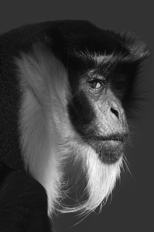 Diana Monkey фото превью