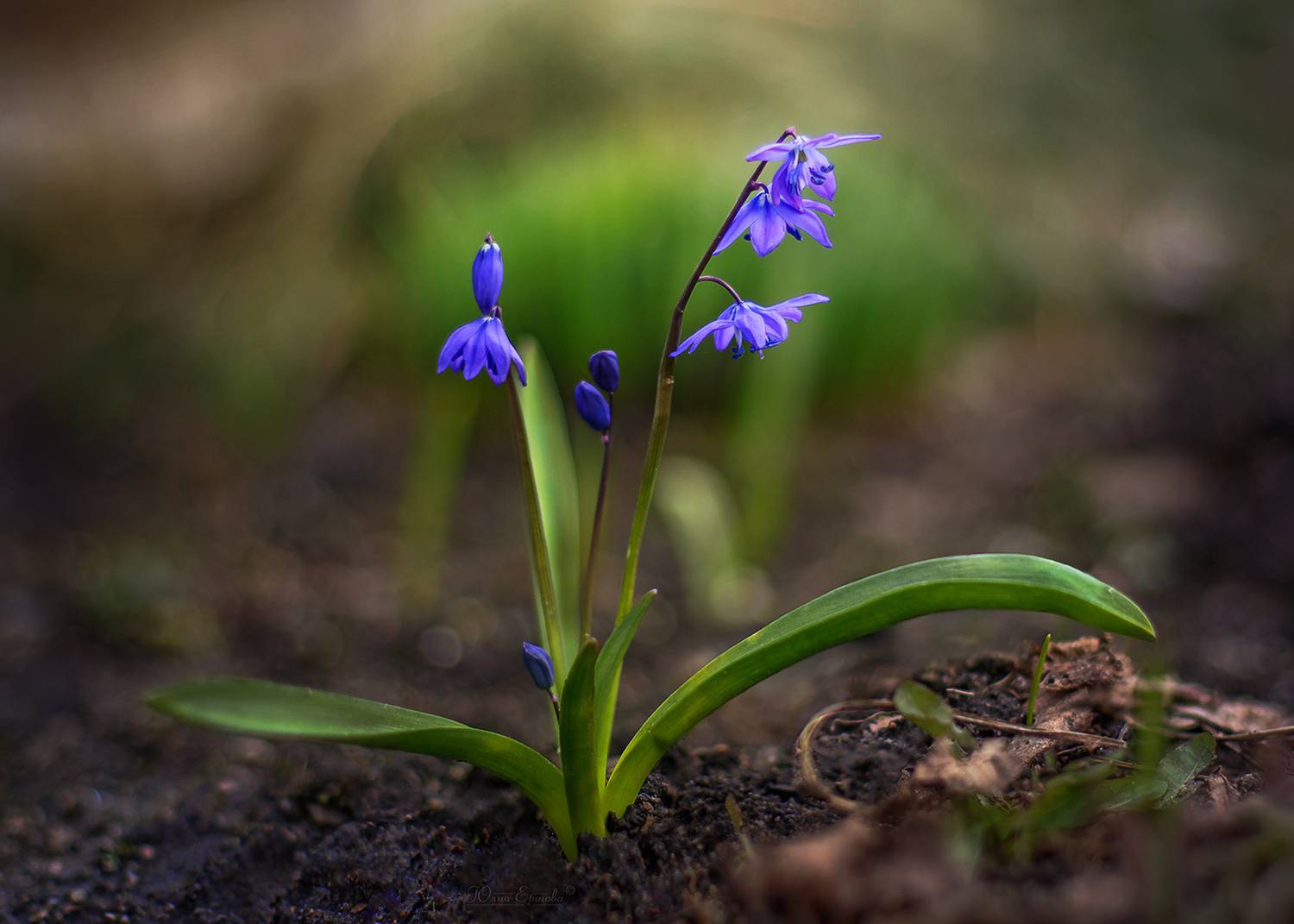 пролески, цветы, весна, Ершова Юлия