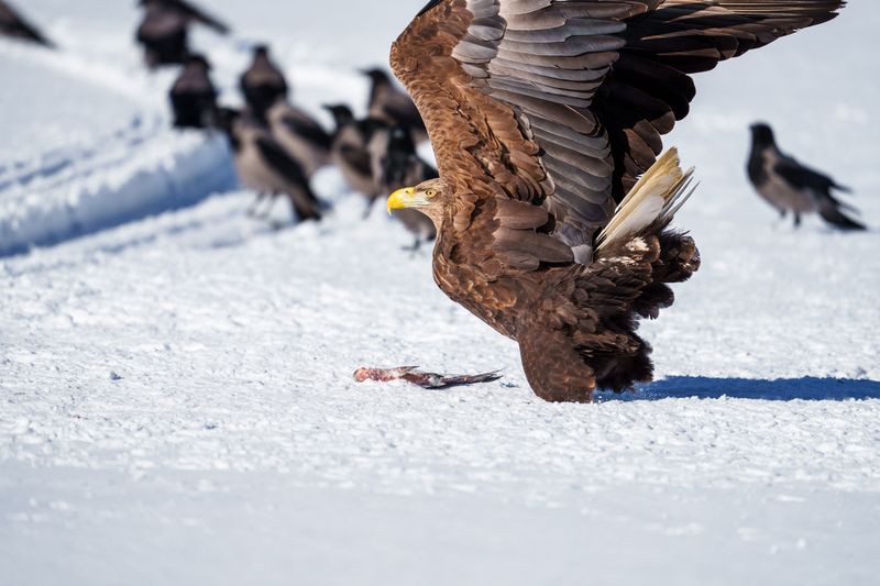 Белохвостый орлан фото превью
