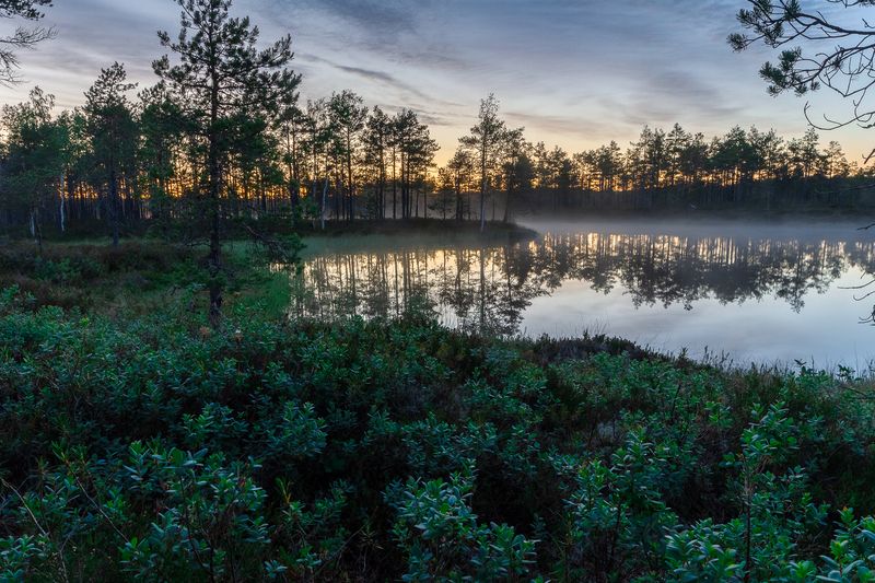 Заросли голубики фото превью