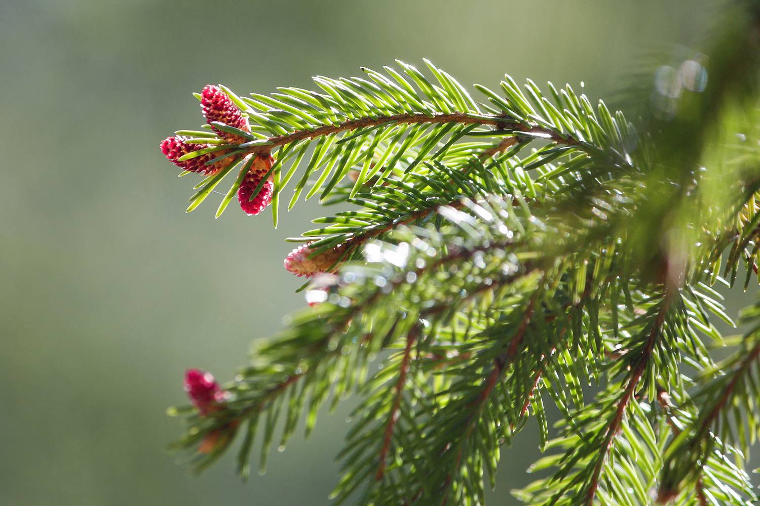 ель, ель обыкновенная, ель европейская, picea abies, цветки, КарОл