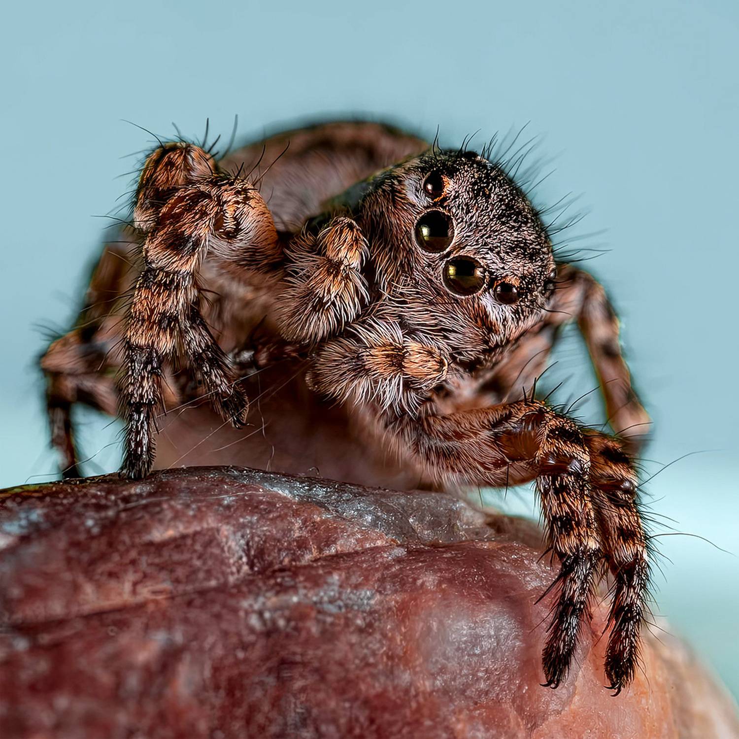 aelurillus v-insignitus, Kavaliauskas Eugenijus