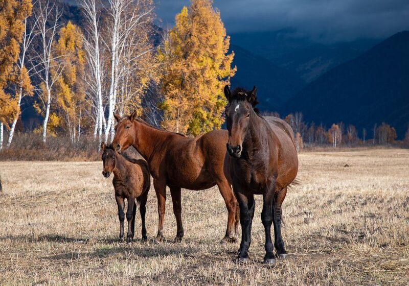 алтай, горный алтай, пейзажи алтая, усть-коксинский район, глубокая осень, золотая осень, горы, осенний алтай, горная долина, уймонская долина, лошади, кони, табун Мустанги Уймона фото превью